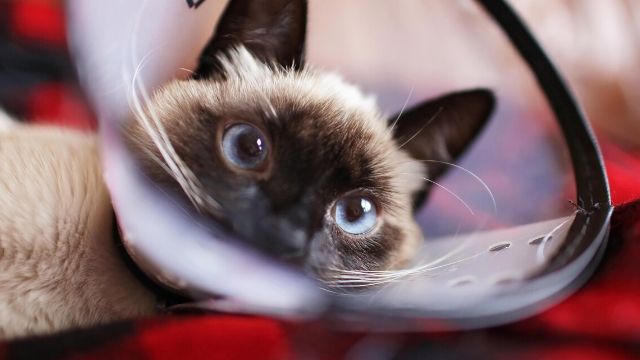 [体験談]おしっこが出なくなった猫の治療