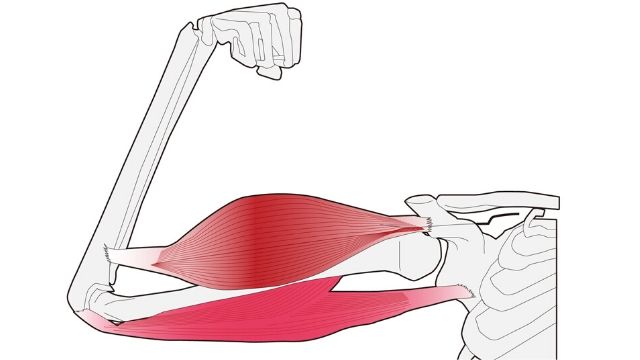 腕の筋肉の構造をしろう