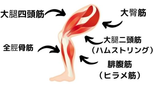 脚の筋肉の構造